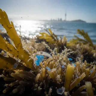 Microplastic pollution impacting small seafloor organisms and threatening marine ecosystem balance in Auckland.